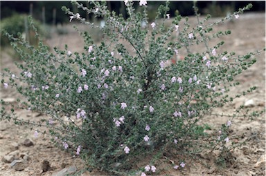 APII jpeg image of Prostanthera marifolia  © contact APII