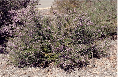 APII jpeg image of Prostanthera phylicifolia  © contact APII