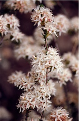 APII jpeg image of Calytrix tetragona  © contact APII