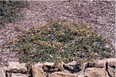 APII jpeg image of Grevillea juniperina subsp. amphitricha  © contact APII