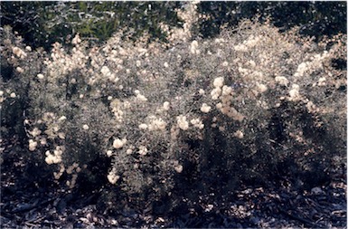 APII jpeg image of Hakea lissocarpha  © contact APII