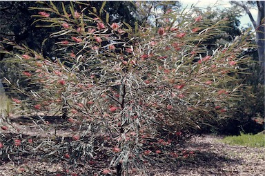 APII jpeg image of Grevillea longifolia  © contact APII