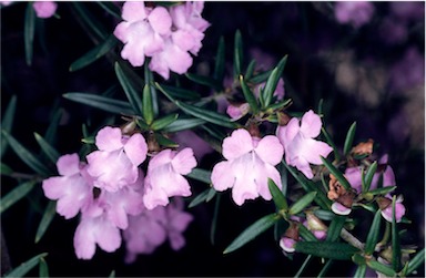 APII jpeg image of Prostanthera linearis  © contact APII