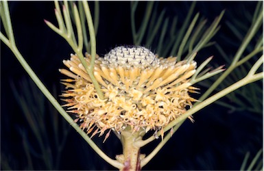 APII jpeg image of Isopogon anethifolius  © contact APII