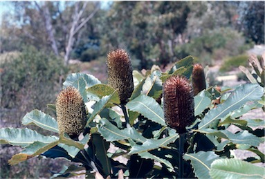 APII jpeg image of Banksia robur  © contact APII