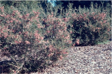 APII jpeg image of Hakea verrucosa  © contact APII