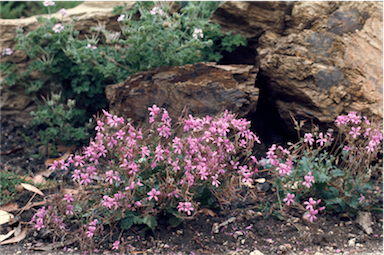 APII jpeg image of Pelargonium rodneyanum  © contact APII