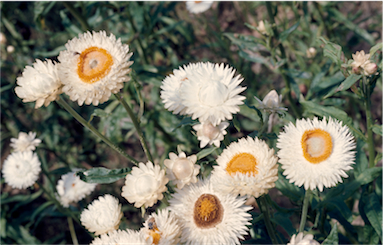 APII jpeg image of Xerochrysum bracteatum  © contact APII