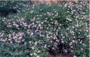 APII jpeg image of Isotoma axillaris  © contact APII