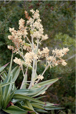 APII jpeg image of Milligania densiflora  © contact APII