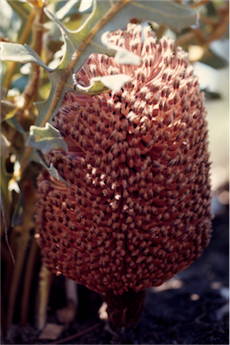 APII jpeg image of Banksia petiolaris  © contact APII