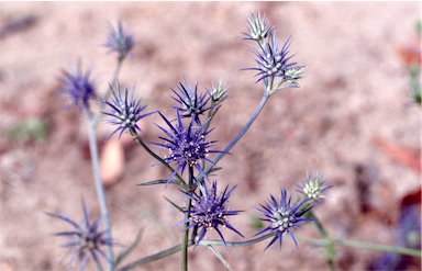 APII jpeg image of Eryngium ovinum  © contact APII