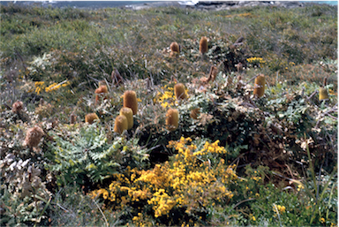 APII jpeg image of Banksia grandis,<br/>Acacia pulchella var. pulchella  © contact APII