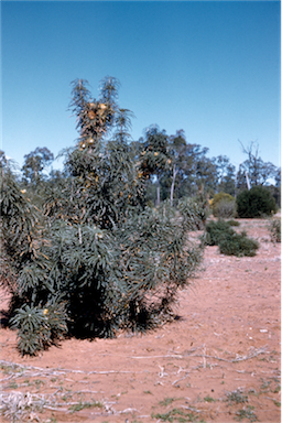 APII jpeg image of Banksia nobilis  © contact APII