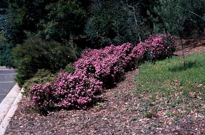 APII jpeg image of Pimelea ferruginea  © contact APII