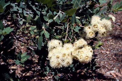 APII jpeg image of Angophora hispida  © contact APII