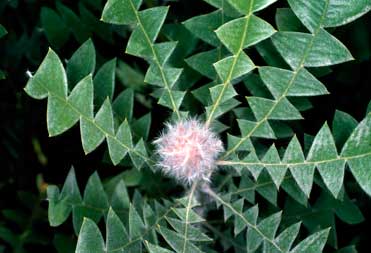 APII jpeg image of Banksia baxteri  © contact APII