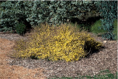 APII jpeg image of Hibbertia empetrifolia  © contact APII