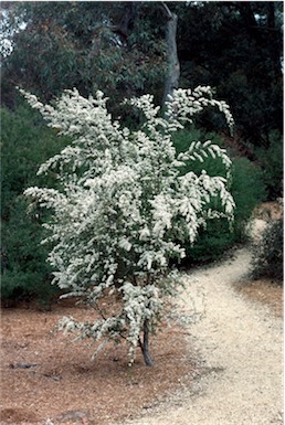 APII jpeg image of Leptospermum brevipes  © contact APII