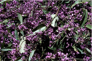 APII jpeg image of Hardenbergia violacea  © contact APII