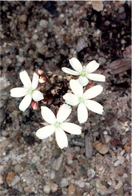 APII jpeg image of Drosera erythrorhyza  © contact APII