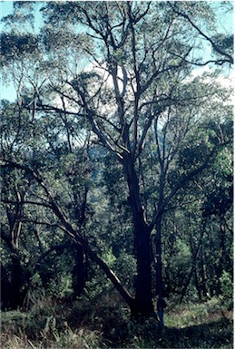 APII jpeg image of Eucalyptus camphora subsp. humeana  © contact APII