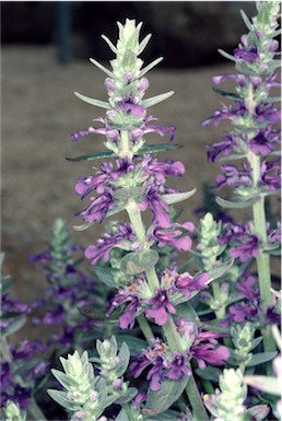 APII jpeg image of Ajuga australis  © contact APII