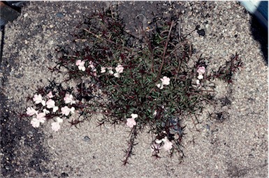 APII jpeg image of Hemiandra pungens  © contact APII