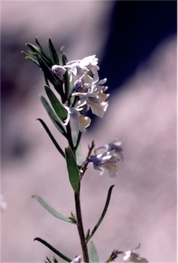 APII jpeg image of Hybanthus floribundus subsp. floribundus  © contact APII