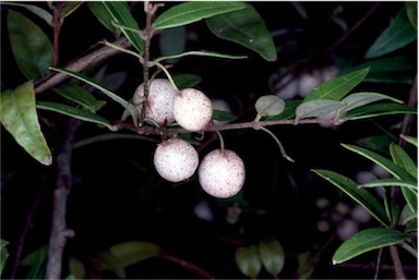 APII jpeg image of Austromyrtus dulcis  © contact APII