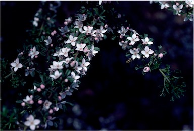 APII jpeg image of Boronia anemonifolia subsp. variabilis  © contact APII