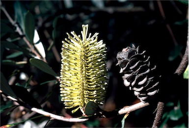 APII jpeg image of Banksia integrifolia subsp. integrifolia  © contact APII