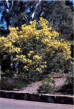 APII jpeg image of Acacia pycnantha  © contact APII