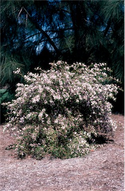 APII jpeg image of Boronia muelleri  © contact APII