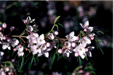 APII jpeg image of Boronia muelleri  © contact APII