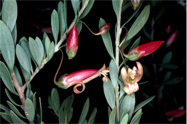 APII jpeg image of Eremophila maculata  © contact APII