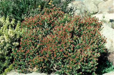 APII jpeg image of Ozothamnus alpinus  © contact APII