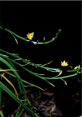 APII jpeg image of Bulbine vagans  © contact APII