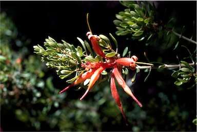 APII jpeg image of Lambertia inermis  © contact APII