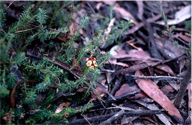 APII jpeg image of Phyllota humifusa  © contact APII