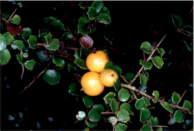 APII jpeg image of Pittosporum multiflorus  © contact APII