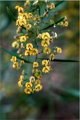 APII jpeg image of Daviesia arborea  © contact APII