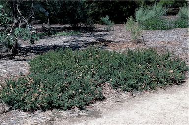 APII jpeg image of Grevillea lanigera  © contact APII