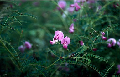 APII jpeg image of Swainsona galegifolia  © contact APII