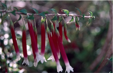 APII jpeg image of Epacris longiflora  © contact APII