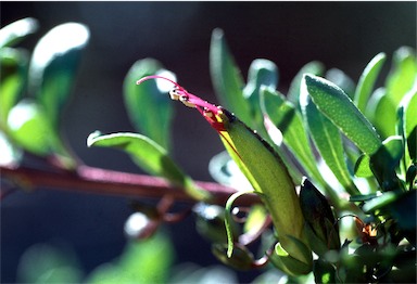 APII jpeg image of Eremophila serpens  © contact APII