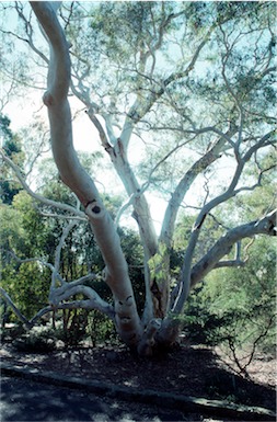 APII jpeg image of Eucalyptus mannifera  © contact APII