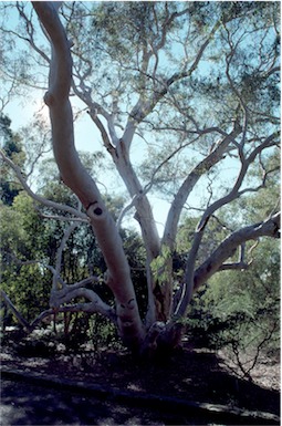 APII jpeg image of Eucalyptus mannifera  © contact APII