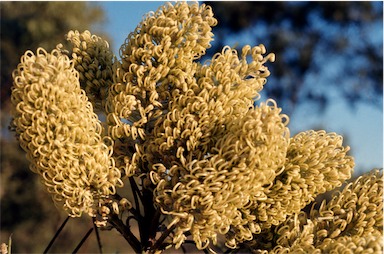 APII jpeg image of Hakea lorea  © contact APII