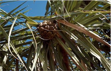 APII jpeg image of Pandanus cookei  © contact APII